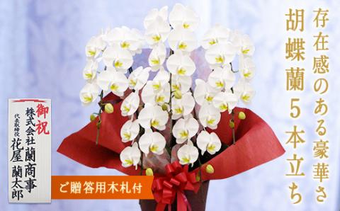胡蝶蘭　白大輪　5本立ち【木札付】 還暦 お祝い 当選 就任　開業 新築　長生き　母の日　父の日 商売繁盛　記念　お歳暮　お中元 お花 贈り物 プレゼント ギフト こちょうらん F20E-428