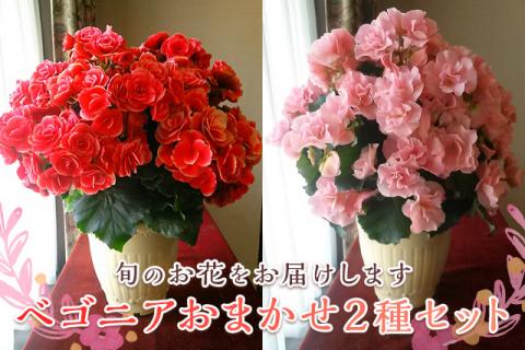 ベゴニア鉢植え「おまかせセット」 F20E-456