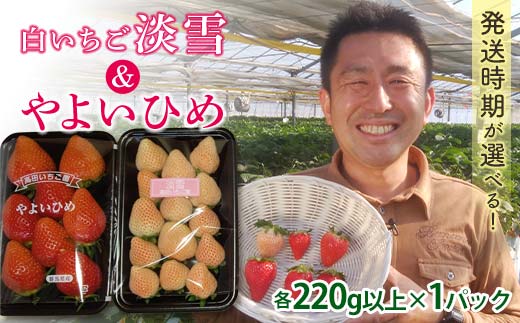 群馬県産いちごセット ＜やよいひめ・淡雪＞【2026年3月1日～5月15日発送】 (各220g以上×1パック) 群馬県産 オリジナル品種 いちご 苺 イチゴ やよいひめ 白イチゴ 淡雪 食べ比べ セット 詰合せ 果物 フルーツ 食品 F21E-516