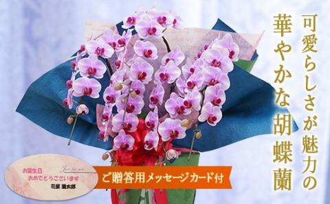 胡蝶蘭　彩姫　5本立ち【メッセージカード付】 還暦 お祝い 当選 就任　開業 新築　長生き　母の日　父の日 商売繁盛　記念　お歳暮　お中元 お花 贈り物 プレゼント ギフト こちょうらん F20E-419