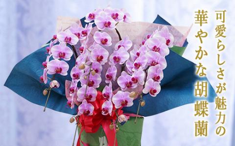 胡蝶蘭　彩姫　5本立ち 還暦 お祝い 当選 就任　開業 新築　長生き　母の日　父の日 商売繁盛　記念　お歳暮　お中元 お花 贈り物 プレゼント ギフト こちょうらん F20E-258