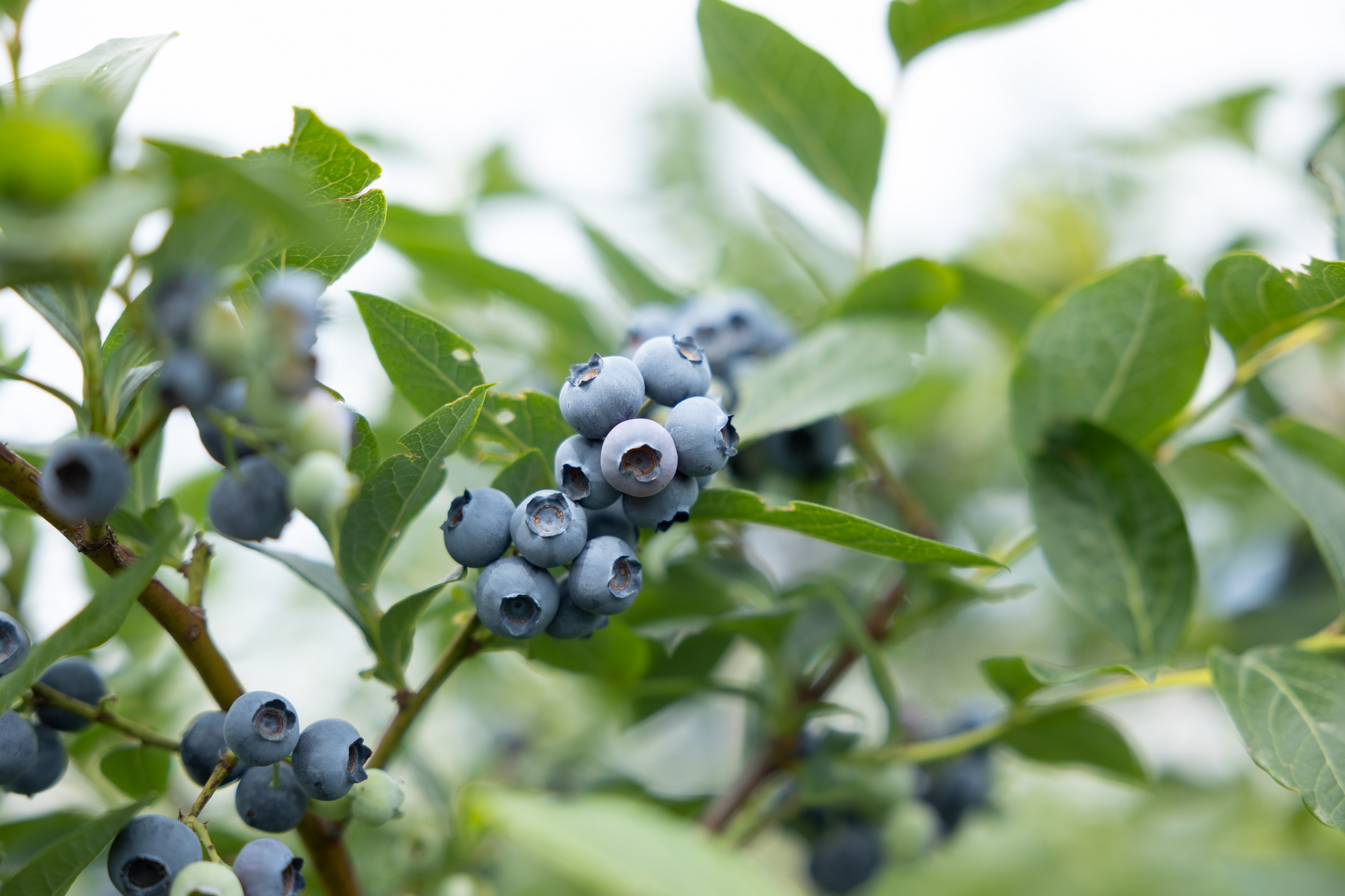 【284】ブルーベリー1Kg