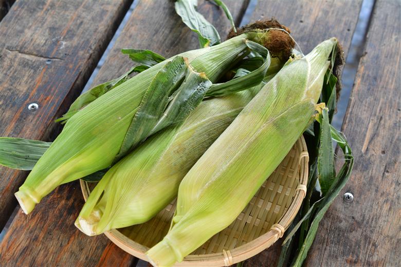 【287】とうもろこし20本