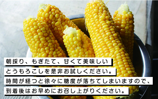 【35】朝採りとうもろこし13本