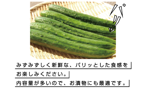 【71】パリッと食感のきゅうり50本