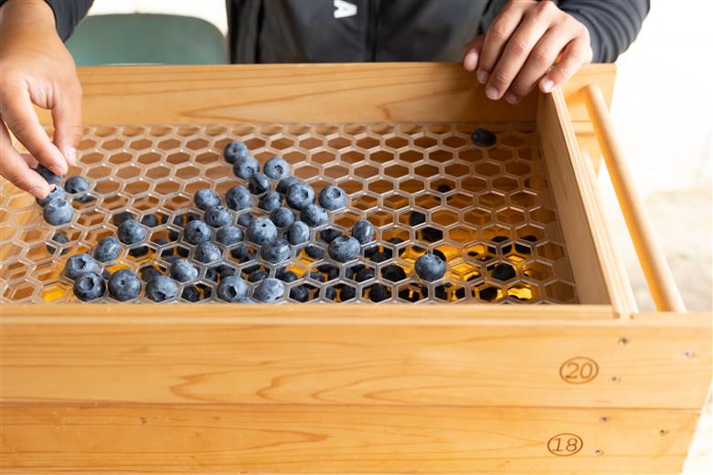 【284】ブルーベリー1Kg