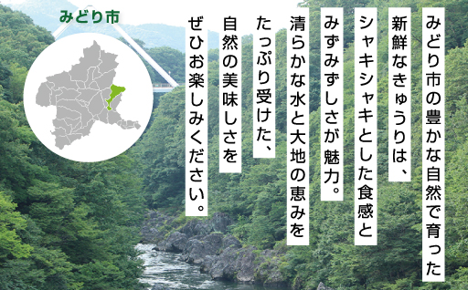 【71】パリッと食感のきゅうり50本