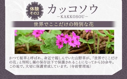 【a150】正福寺の天井画とカッコソウを訪ねて