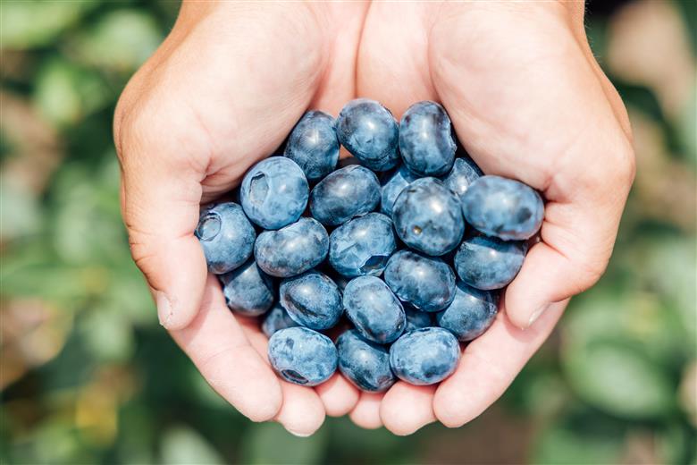 【284】ブルーベリー1Kg