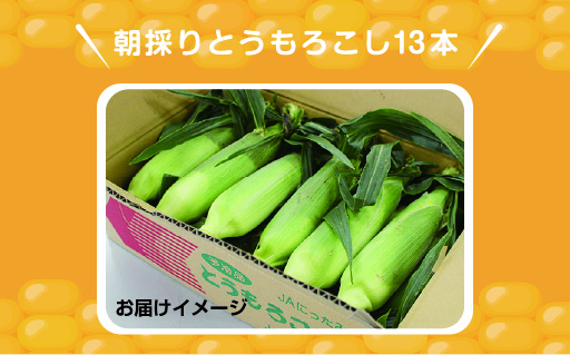 【35】朝採りとうもろこし13本