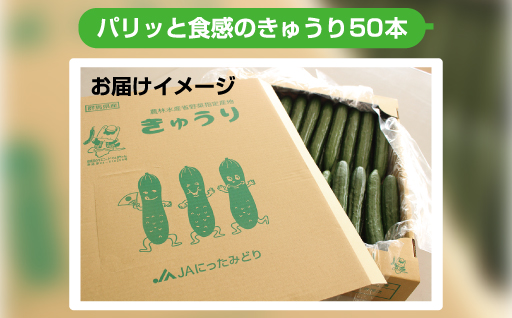 【71】パリッと食感のきゅうり50本