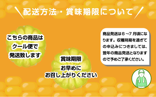 【35】朝採りとうもろこし13本