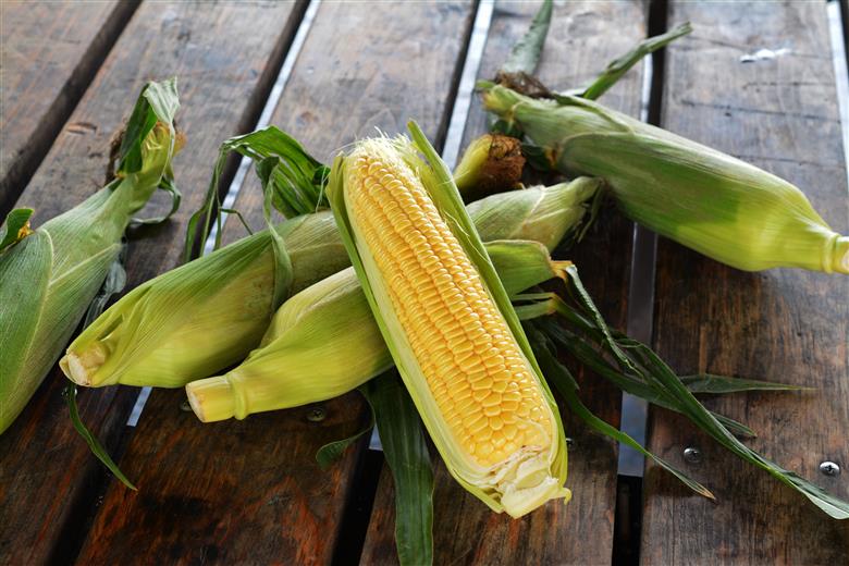 【288】とうもろこし30本