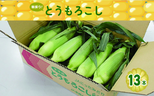 【35】朝採りとうもろこし13本