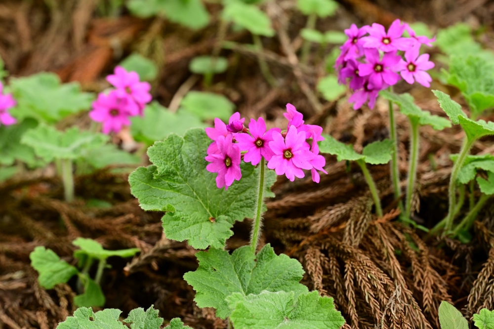 【a150】正福寺の天井画とカッコソウを訪ねて
