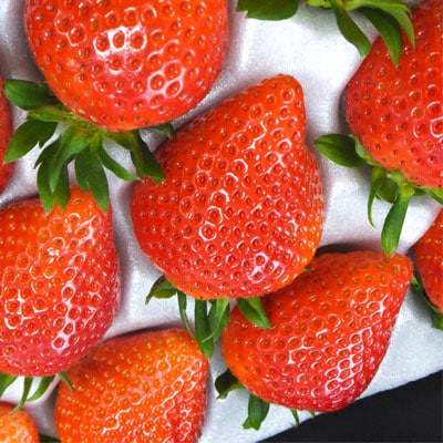 ストロベリーみなみ こだわり 『いちご』3箱【配送不可地域：離島】