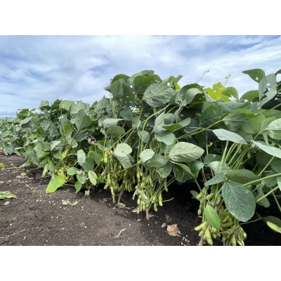 【2026年発送】枝豆(初だるま) 4袋入り 計1kg【ストロベリーみなみ】【配送不可地域：離島】