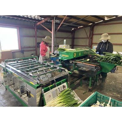 長ネギ 3kg入り【ストロベリーみなみ】