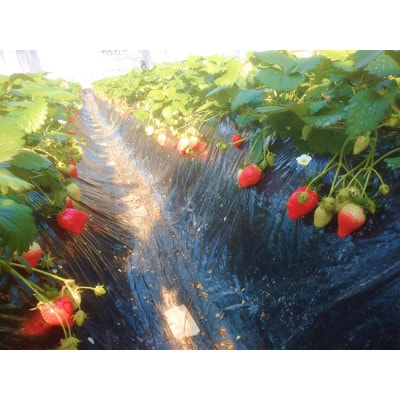 金井いちご農園　やよいひめ　2パック【配送不可地域：離島・北海道・沖縄県・中国・四国・九州】