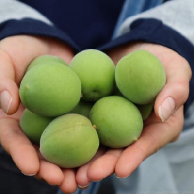 梅シロップ 510ml×1本