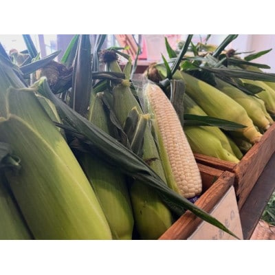 トウモロコシ(ゴールドラッシュ 白いおおもの ドルチェドリーム)合計10本 ミックス