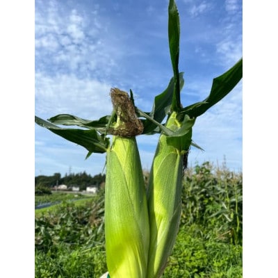 トウモロコシ　ゴールドラッシュ　10本