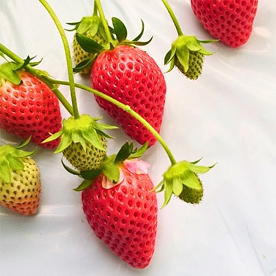 ストロベリーみなみ こだわり 『いちご』7箱【配送不可地域：離島】