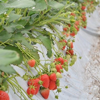 ストロベリーみなみ こだわり　『いちご』　320g×2パック【配送不可地域：離島】