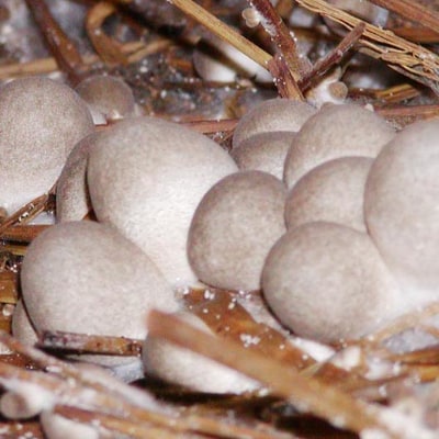 貴重な国産ふくろ茸　袋茸　フクロタケ【冷凍真空パック】丸いもの4パック【配送不可地域：離島】