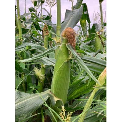 【先行予約】糖度18度前後　朝採りトウモロコシ　しろいおおもの　約5kg(10本)【配送不可地域：離島】