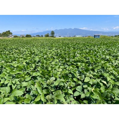 【2026年発送】枝豆(初だるま) 4袋入り 計1kg【ストロベリーみなみ】【配送不可地域：離島】