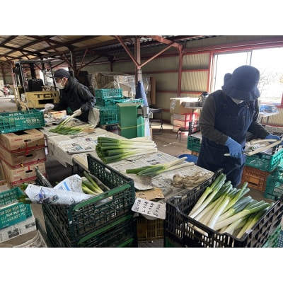 長ネギ 3kg入り【ストロベリーみなみ】