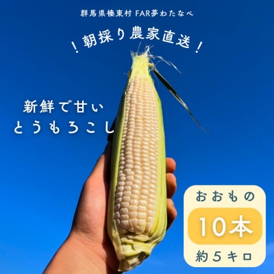 【先行予約】糖度18度前後　朝採りトウモロコシ　しろいおおもの　約5kg(10本)【配送不可地域：離島】
