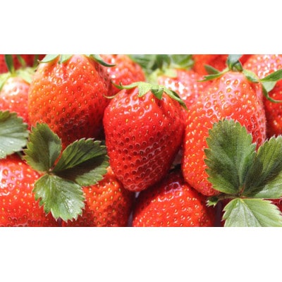 金井いちご農園　やよいひめ　4パック【配送不可地域：離島・北海道・沖縄県・中国・四国・九州】