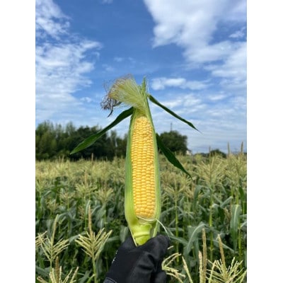 トウモロコシ　ゴールドラッシュ　10本
