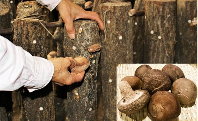 昔なつかしい 原木生しいたけ 椎茸 シイタケ 濃厚 香り 旨みたっぷり だし うまみ ワンランク上 F21K-012