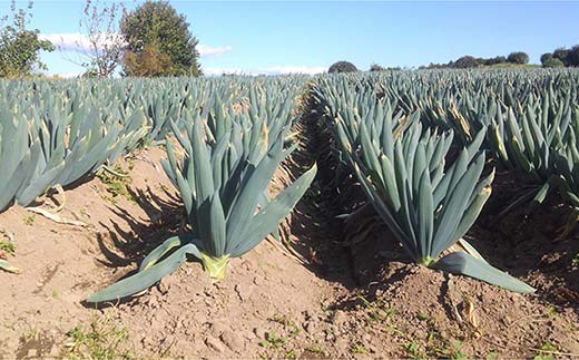 伝統農法の下仁田葱（M 20本） とろける 甘い ねぎ ネギ 王様ねぎ 特産 栄養たっぷり ブランド 上州ねぎ すきやき F21K-573