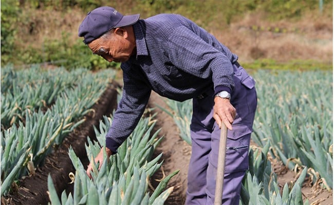 下仁田葱の会の下仁田葱（Lサイズ）とろける 甘い ネギ 王様 ねぎ 殿様ねぎ 特産 栄養たっぷり ブランド 上州ねぎ すきやき F21K-588