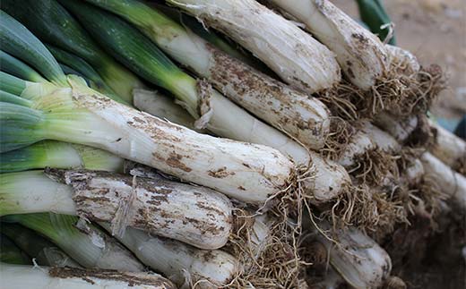 厳選！下仁田葱（LLサイズ 11本） とろける 甘い ねぎ ネギ 王様ねぎ 特産 栄養たっぷり ブランド 上州ねぎ すきやき F21K-594