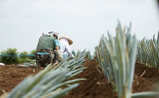 別名“殿様ねぎ” 大澤農園の下仁田葱（L 15本） とろける 甘い ねぎ ネギ 王様ねぎ 殿様ねぎ 特産 栄養たっぷり ブランド 上州ねぎ すきやき F21K-596