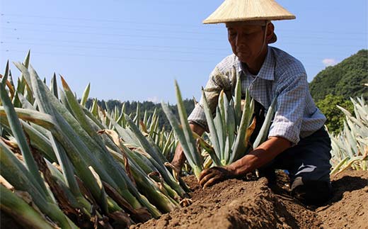 自慢の下仁田葱（S 15本） とろける 甘い ねぎ ネギ 王様ねぎ 殿様ねぎ 特産 栄養たっぷり ブランド 上州ねぎ すきやき F21K-660