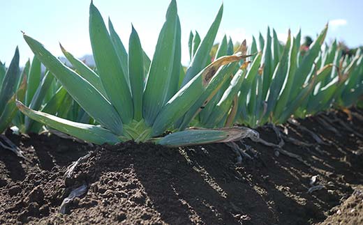 下仁田の広大な畑が生む逸品 下仁田ねぎ（LL15本またはL20本） とろける 甘い ねぎ ネギ 王様ねぎ 殿様ねぎ 特産 栄養たっぷり ブランド 上州ねぎ すきやき F21K-602