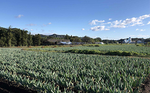 伝統栽培の下仁田ねぎ。寒い冬に最高のすき焼きを♪（L 20本） とろける 甘い ねぎ ネギ 王様ねぎ 殿様ねぎ 特産 栄養たっぷり ブランド 上州ねぎ すきやき F21K-623