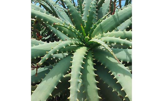 キクイモ/アロエ健康酒 酒 アルコール 健康食品 食品 F21K-435