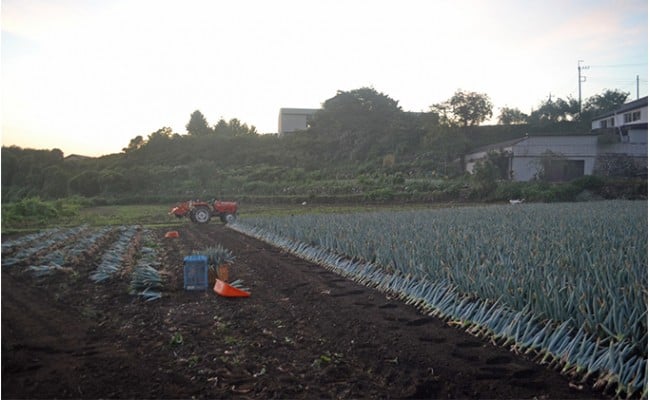 下仁田葱の会の下仁田葱（Lサイズ）とろける 甘い ネギ 王様 ねぎ 殿様ねぎ 特産 栄養たっぷり ブランド 上州ねぎ すきやき F21K-588