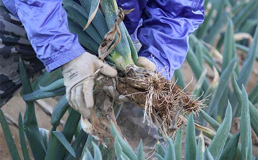 別名“殿様ねぎ” 大澤農園の下仁田葱（M 20本） とろける 甘い ねぎ ネギ 王様ねぎ 殿様ねぎ 特産 栄養たっぷり ブランド 上州ねぎ すきやき F21K-599