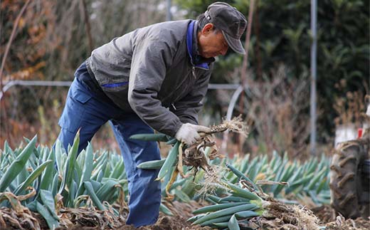 自慢の下仁田葱（S 15本） とろける 甘い ねぎ ネギ 王様ねぎ 殿様ねぎ 特産 栄養たっぷり ブランド 上州ねぎ すきやき F21K-660