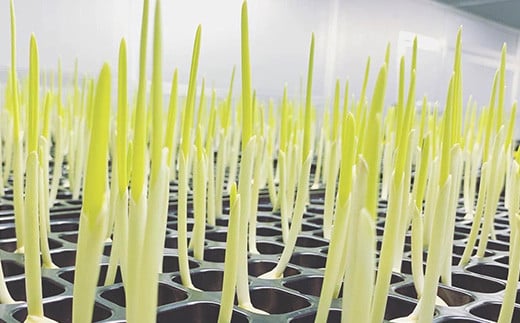 満点にんにく (発芽にんにく)  60～70g(10本)×4袋 F21K-250