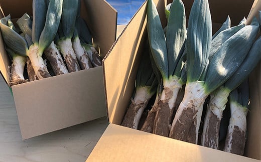 伝統栽培の下仁田ねぎ。寒い冬に最高のすき焼きを♪（L 20本） とろける 甘い ねぎ ネギ 王様ねぎ 殿様ねぎ 特産 栄養たっぷり ブランド 上州ねぎ すきやき F21K-623