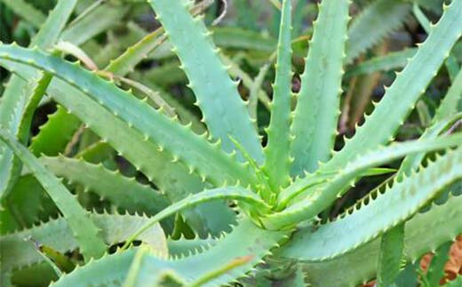 キクイモ/アロエ健康酒 酒 アルコール 健康食品 食品 F21K-435